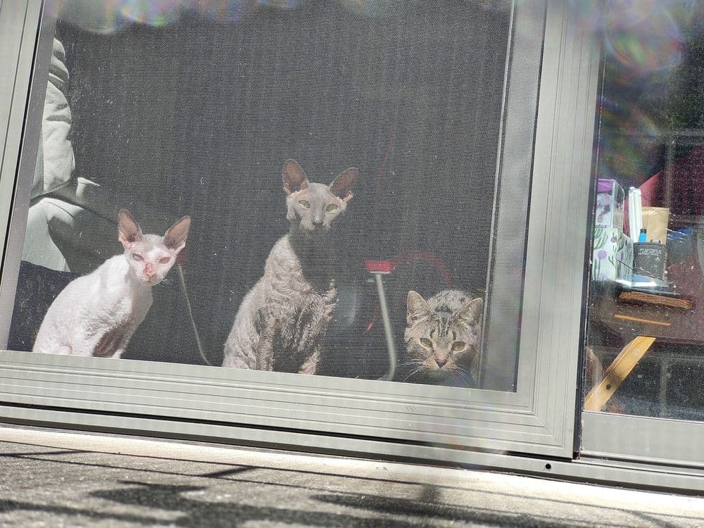 3 cats looking out through the mesh of a window catio