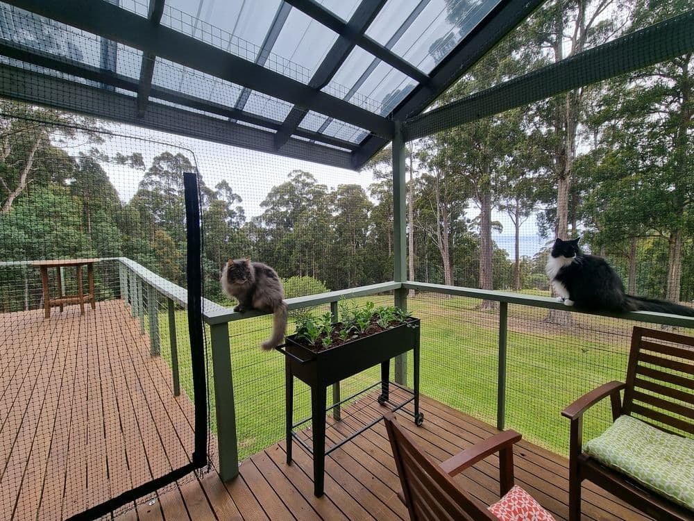 2 cats on a covered deck enclosed with black netting, with tall gum trees beyond