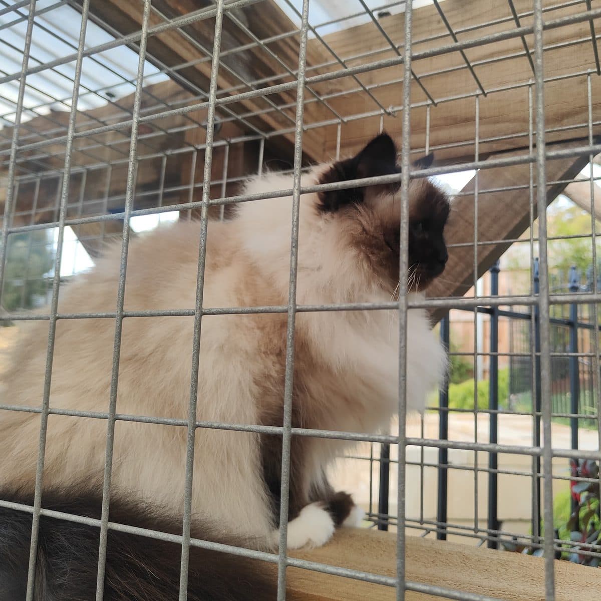 A fluffy cream and brown cat looking out through the mesh of its enclosure
