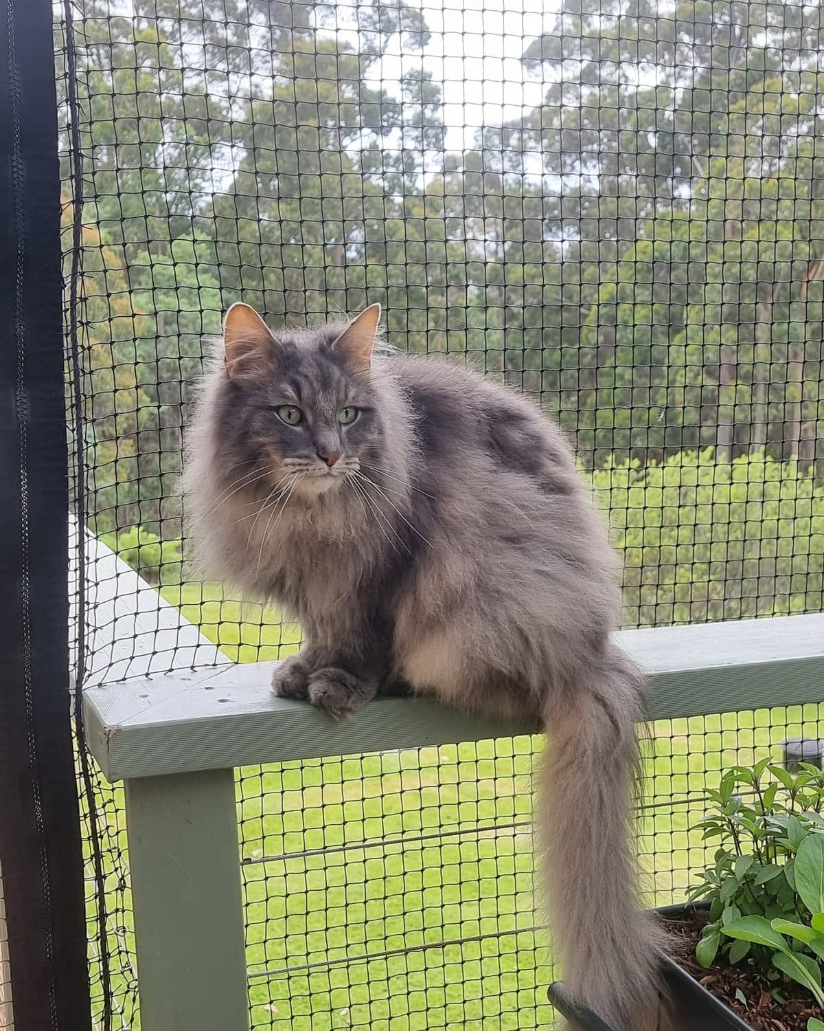 A fluffy grey cat sitting on the rail of a netted deck enclosure, with gum trees behind
